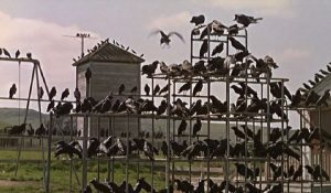 the birds hitchcock playground