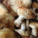 Matsutake Mushrooms – $1000/pound