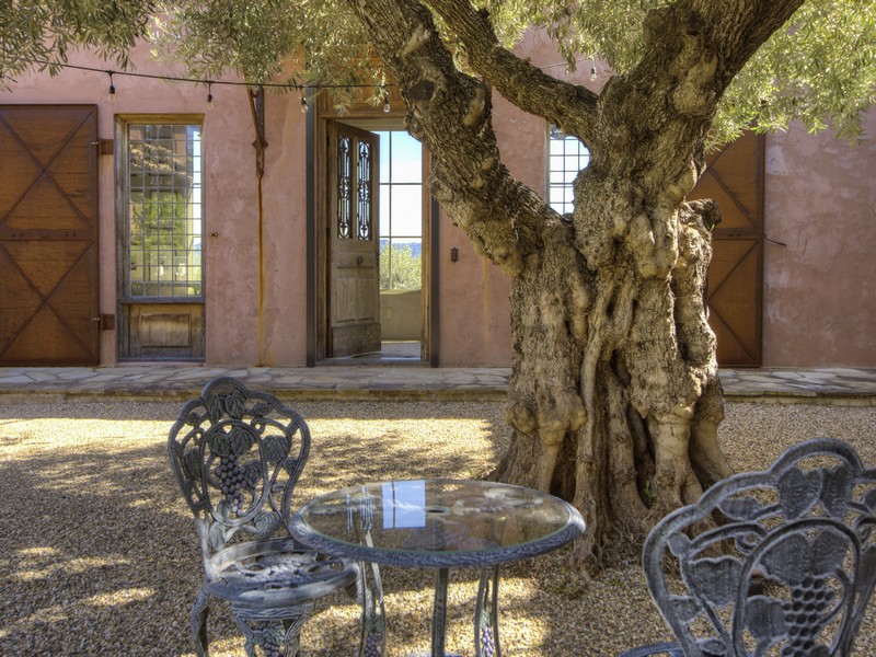 5800 petrified forest patio front door and olive tree