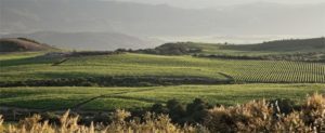 beautiful vineyard napa valley