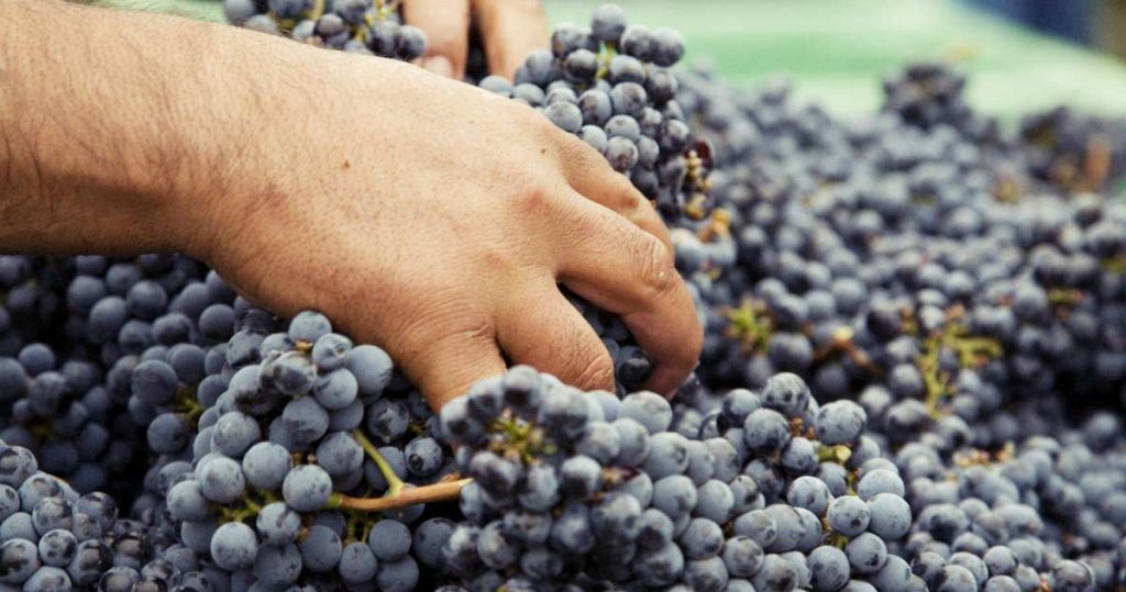 Napa Grape Harvest