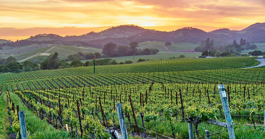 Sonoma County grapes sustainability