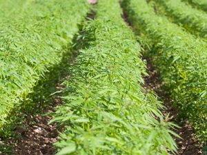 Hemp Farming in Sonoma County California