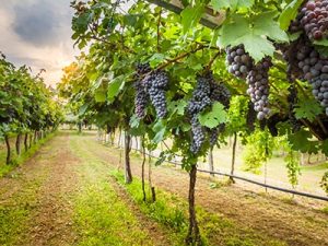 Pierces Disease in grapes California