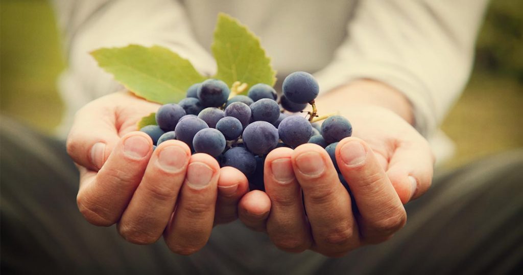 Pierces Disease resistant grapes Napa Valley
