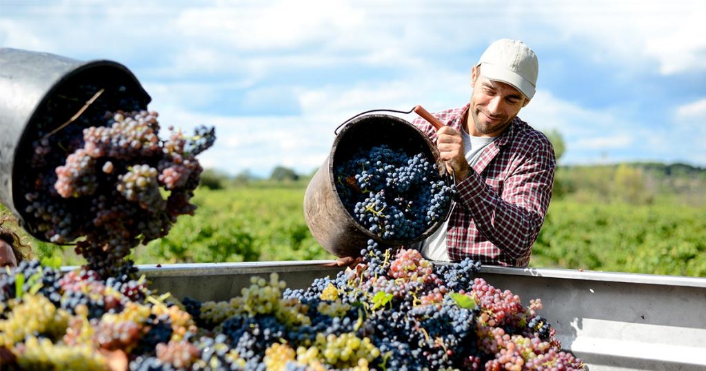 Napa Valley Winemaker and Climate Change